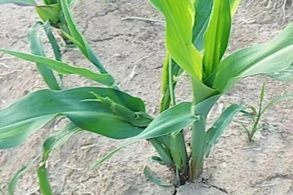 大玉糯14号玉米种子特征特性，糯玉米品种