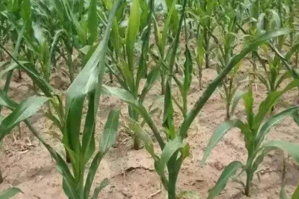 广良甜23号玉米品种的特性,全生育期注意防治草地贪夜蛾