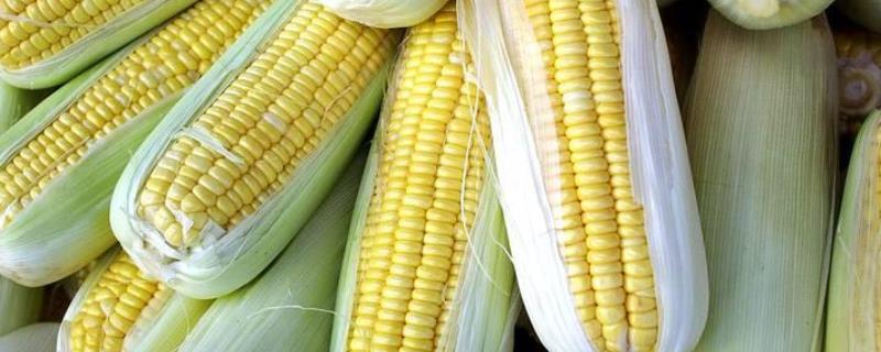 云天粟9号玉米种子特征特性，平均生育期117.5天