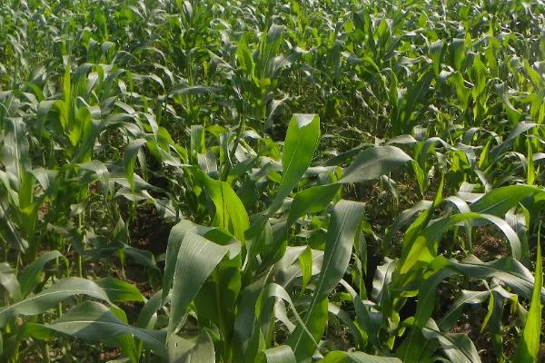 银河42玉米种子介绍,春植生育期78天