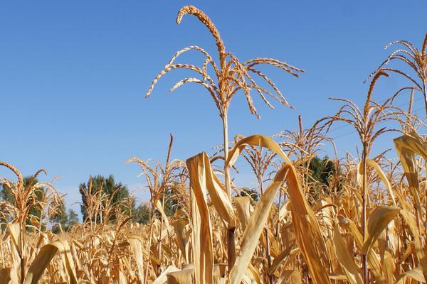 红兴5号玉米品种简介,云南省最佳播种节令4-5月份