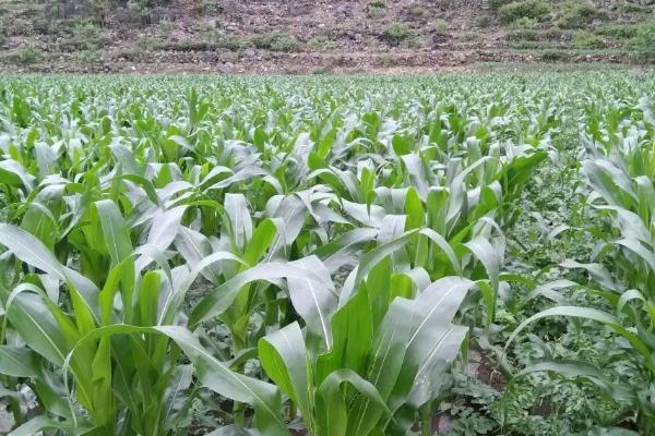 红兴5号玉米品种简介,云南省最佳播种节令4-5月份