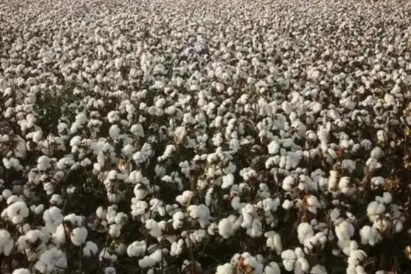 神牛棉9号棉花种子特征特性，二代棉铃虫一般不需化学防治