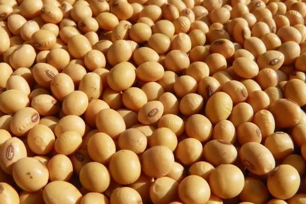 湘夏豆5号大豆品种简介,湖南夏播全生育期108.0天