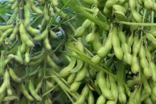 湘夏豆5号大豆品种简介,湖南夏播全生育期108.0天