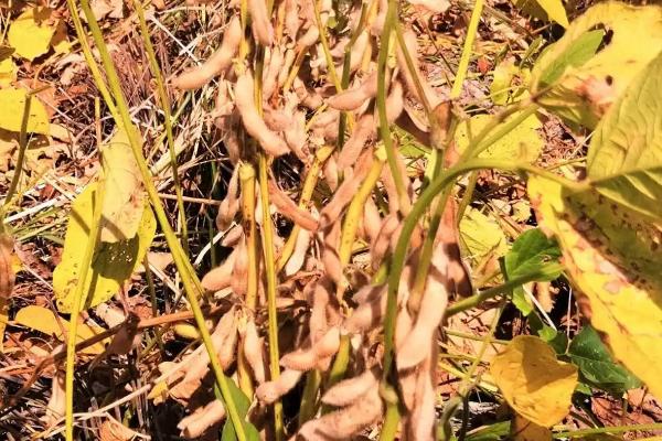 石黑豆15号大豆种子特点，生育期106天左右