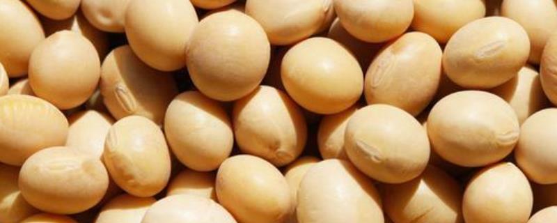 湘夏豆5号大豆品种简介，湖南夏播全生育期108.0天