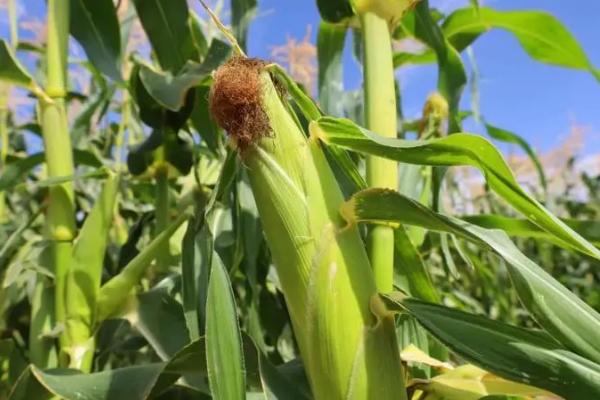 中联88玉米种子特征特性,高抗小斑病