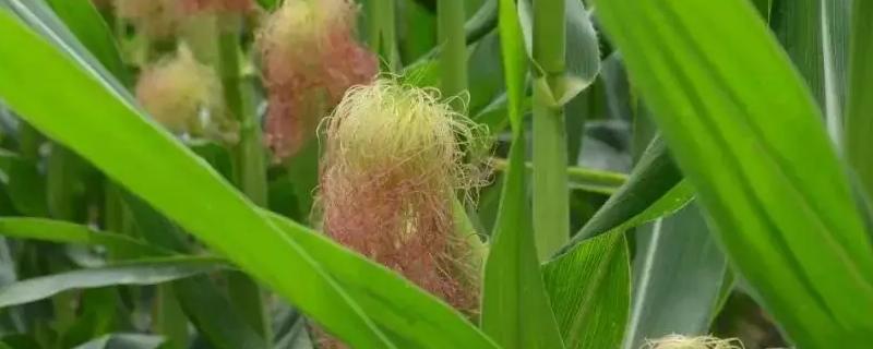 HN812玉米种子特征特性，中抗大斑病