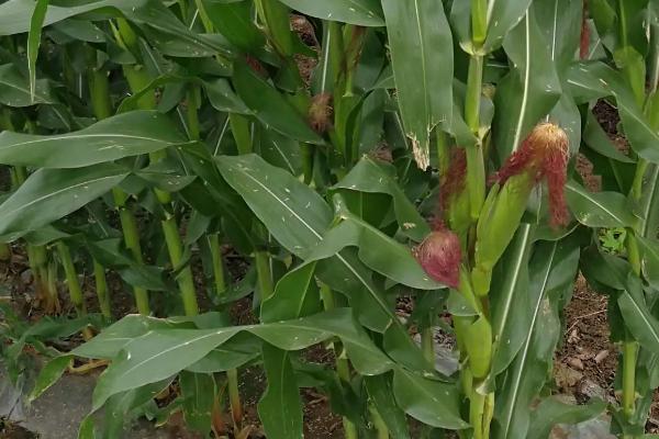 FC1998玉米种子简介,注意防治苗期和后期虫害