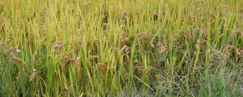 蜀香优6099水稻种子特征特性，该品种基部叶叶鞘绿色