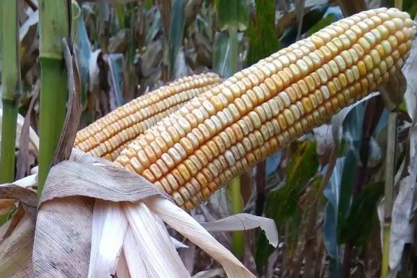 致玉808(区试名称:XLHF808)玉米种子介绍,苗期注意防治地老虎