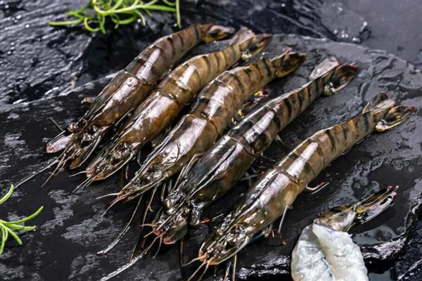 老虎虾和黑虎虾的区别,属于同一个品种