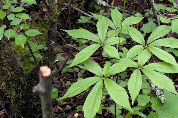 植物的主要组织是什么，是输导组织、分生组织等