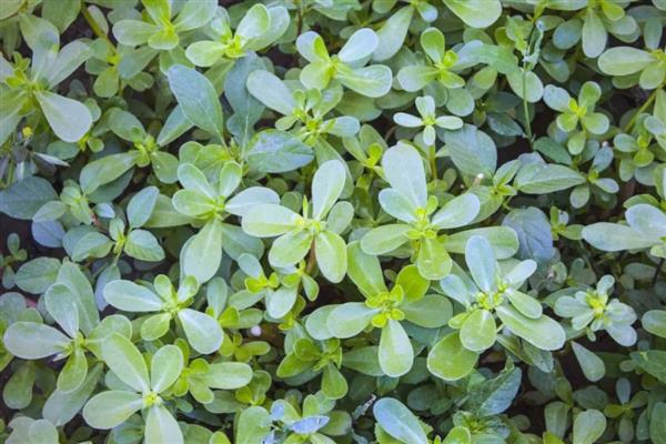 植物的主要组织是什么，是输导组织、分生组织等