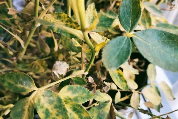蔷薇的叶片为什么发黄，常见缺少光照、浇水过多等原因