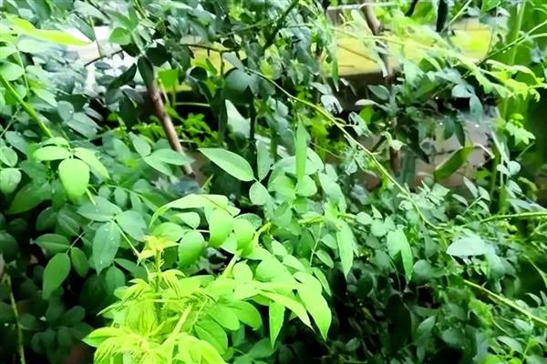 蔷薇的叶片为什么发黄，常见缺少光照、浇水过多等原因
