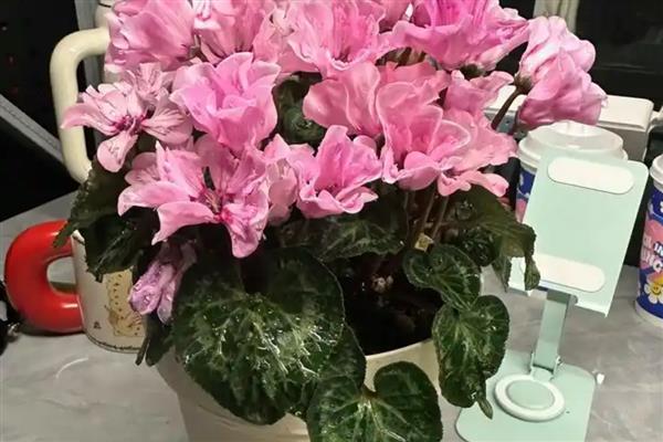 怎么养卡丽花，施肥时不宜过多