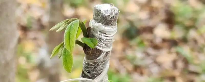 榴莲的嫁接繁殖技术，可以芽接、劈接等