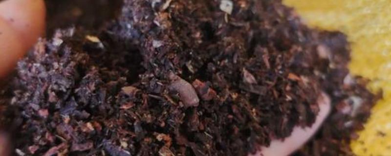 用蚯蚓土打窝可以吗，用蚯蚓土打窝效果好