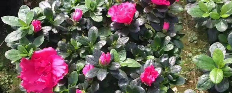比利时杜鹃花怎么养殖，每次浇水都要浇透