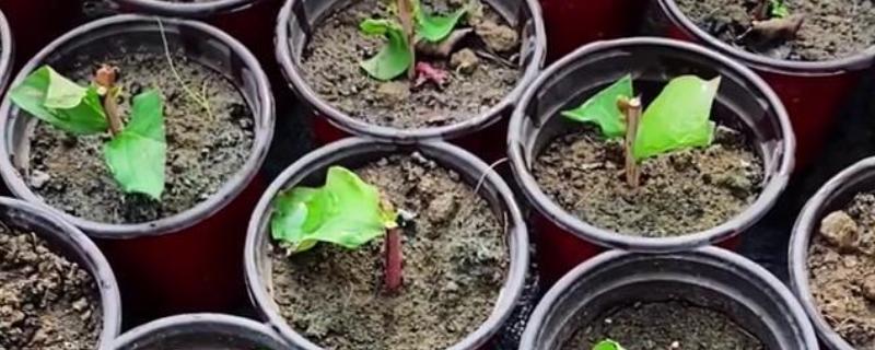 紫薇花的养殖方法，每隔2-3年换一次盆