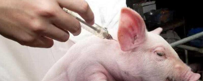 猪打针药过量如何处理，可注射肾上腺素并饲喂维生素C