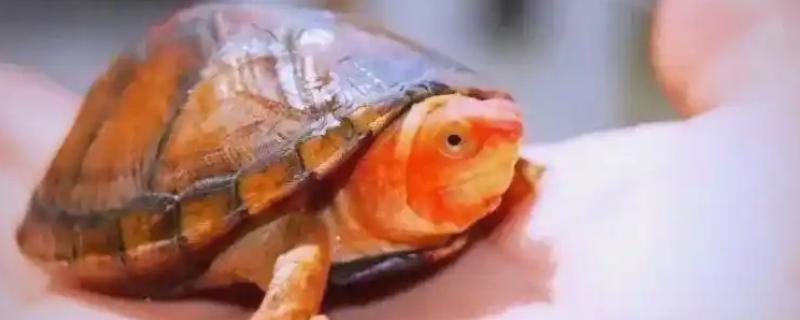 红面蛋龟需要加温吗，可以根据水温条件来决定