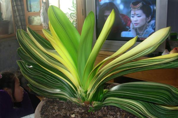 彩色君子兰如何育种,选择彩色条纹相当均匀的植株作母本