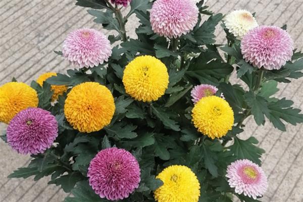 乒乓菊什么时候开花，花期为8-10月份左右