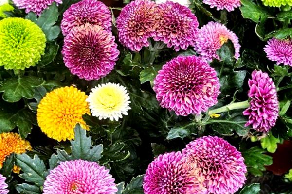 乒乓菊什么时候开花，花期为8-10月份左右