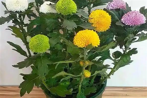 乒乓菊什么时候开花，花期为8-10月份左右