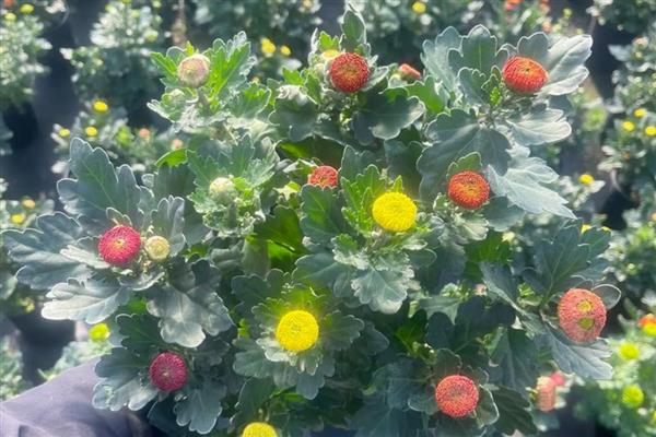 乒乓菊什么时候开花，花期为8-10月份左右