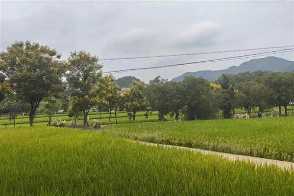 水稻有什么生长习性,喜欢高温和短日照