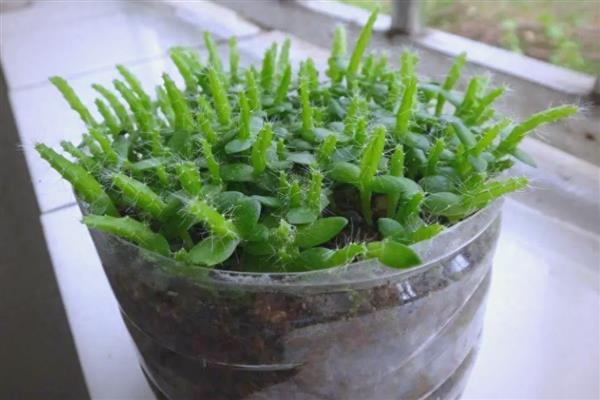 火龙果怎么盆栽种植,把种子晒至完全干透再种植
