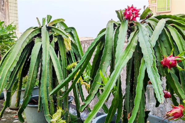 火龙果怎么盆栽种植,把种子晒至完全干透再种植