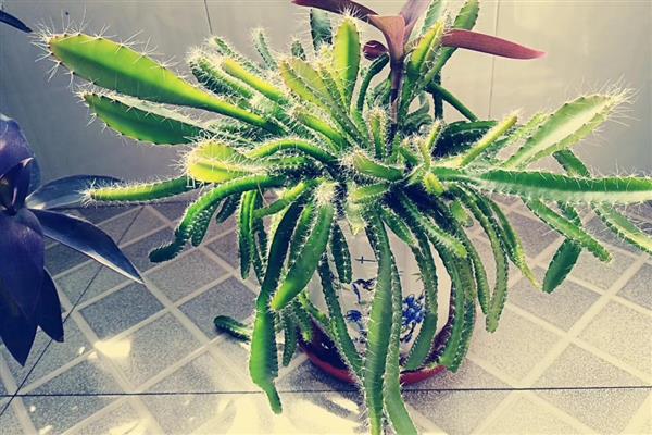 火龙果怎么盆栽种植,把种子晒至完全干透再种植