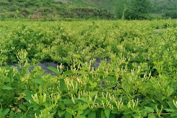 金银花一亩的利润是多少,利润4000-5000元