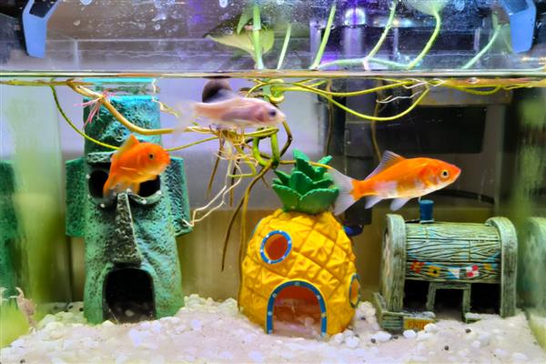 小鱼缸怎么过滤，可以选择瀑布过滤或水妖精