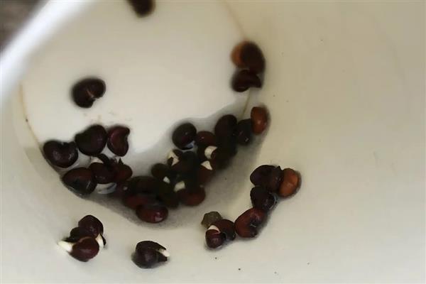 红掌种子的种植方法,在种植之前在温水中浸泡一天