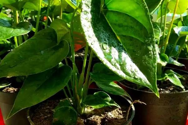 红掌种子的种植方法,在种植之前在温水中浸泡一天