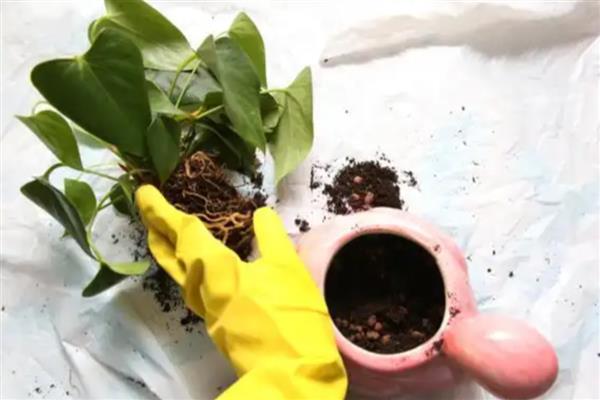 红掌种子的种植方法,在种植之前在温水中浸泡一天