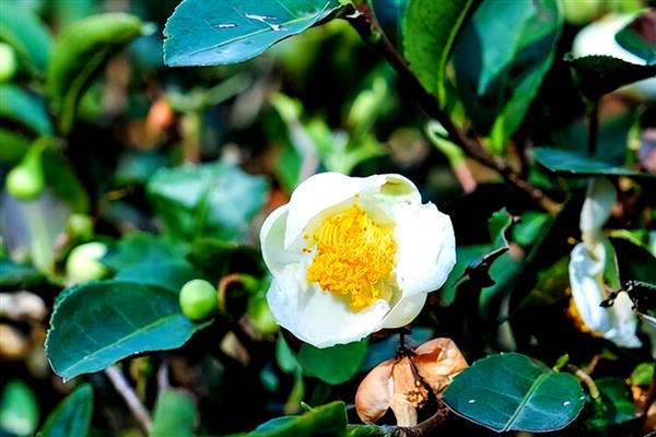 茶花为什么掉叶子,通风不良、温度不适、浇水过多都是常见原因