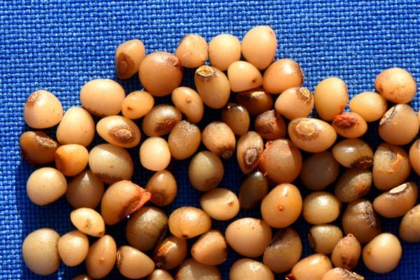 铃兰怎么种植,每穴播种3-5粒