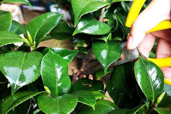 茶花为什么掉叶子,通风不良、温度不适、浇水过多都是常见原因