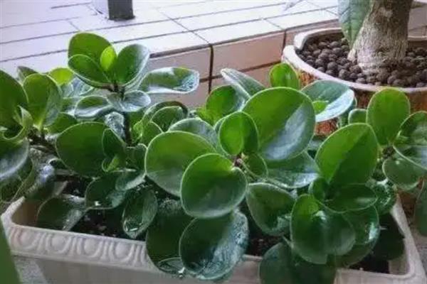 怎么养殖豆瓣绿，生长盛期每隔1-3天浇一次水
