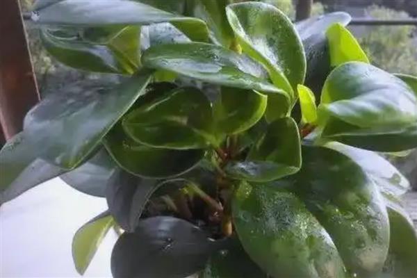 怎么养殖豆瓣绿，生长盛期每隔1-3天浇一次水