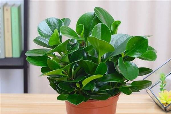怎么养殖豆瓣绿，生长盛期每隔1-3天浇一次水