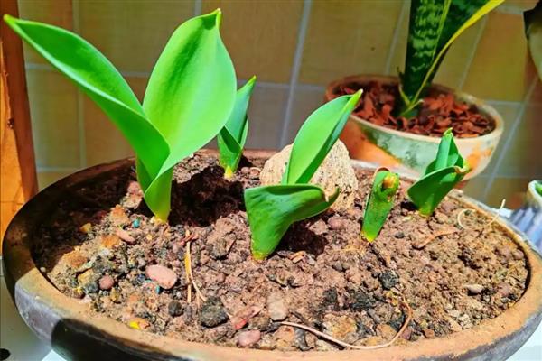 郁金香花球如何种植，秋季的10-11月份种植为佳