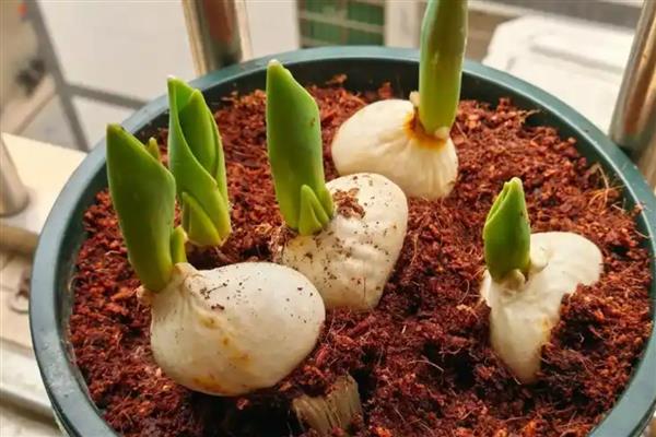 郁金香花球如何种植，秋季的10-11月份种植为佳